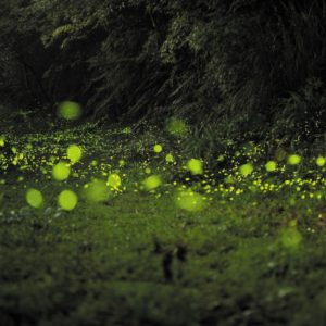 新竹體驗活動-內灣賞螢